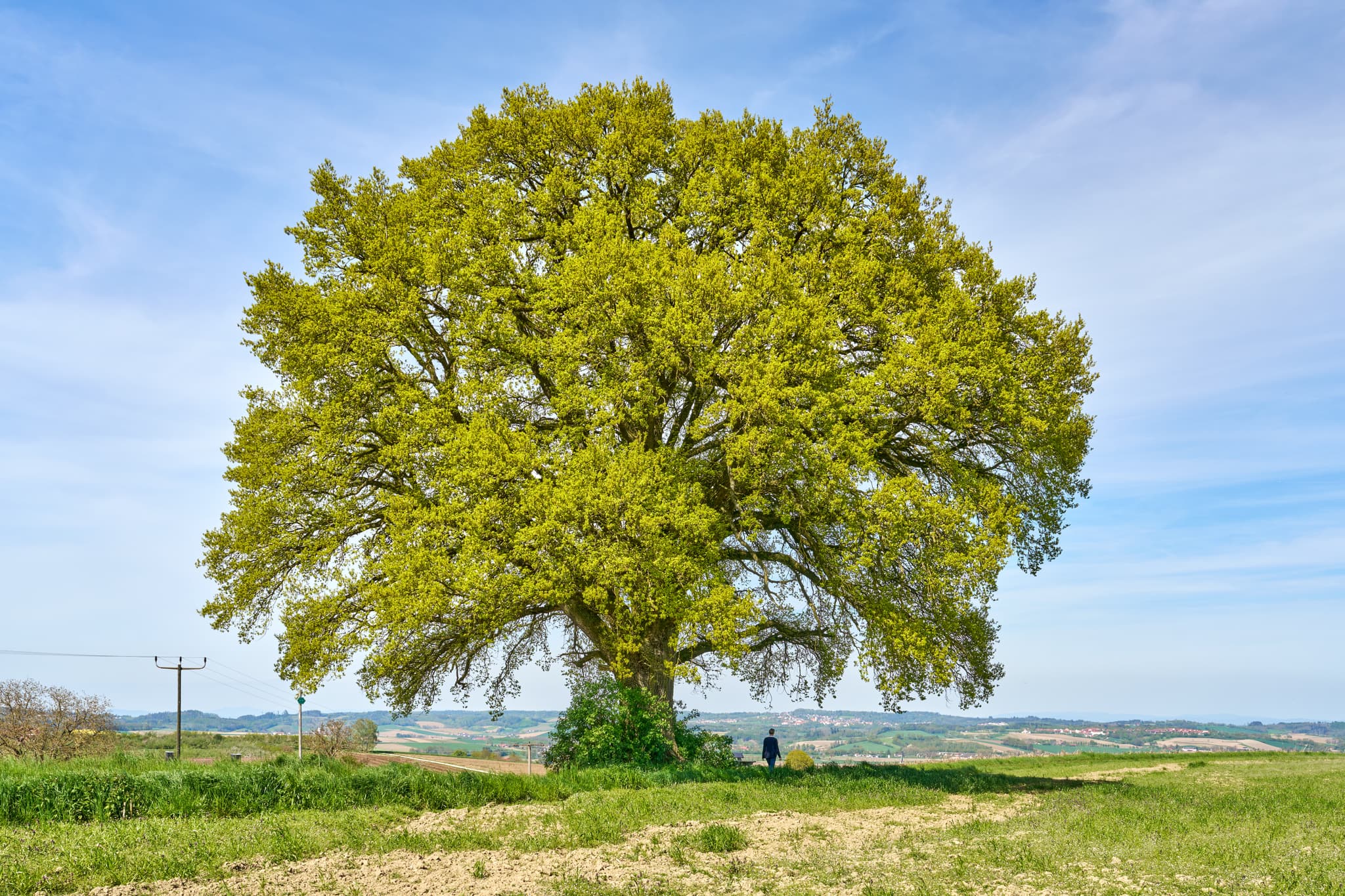 Kronwitt-Eiche, Bayerbach, Rottal-Inn, Niederbayern - Landschaftliche Aufnahme einer Eiche bei Bayerbach im Landkreis Rottal-Inn, Niederbayern, Holzland/Bäderdreieck, Bayern, Deutschland.