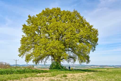 Kronwitt-Eiche, Bayerbach, Rottal-Inn, Niederbayern