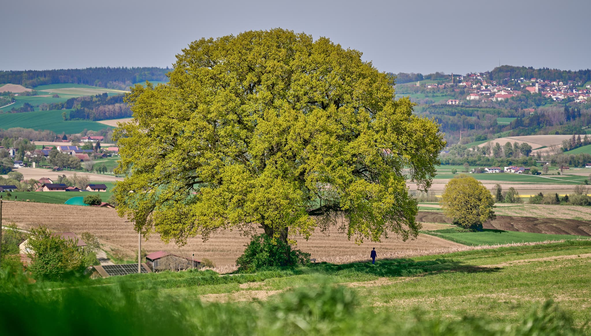 Kronwitt-Eiche, Bayerbach, Rottal-Inn, Niederbayern - Landschaftliche Aufnahme einer Eiche bei Bayerbach im Landkreis Rottal-Inn, Niederbayern, Holzland/Bäderdreieck, Bayern, Deutschland.