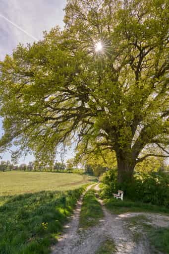 Kronwitt-Eiche mit Bank, Bayerbach, Rottal-Inn, Niederbayern