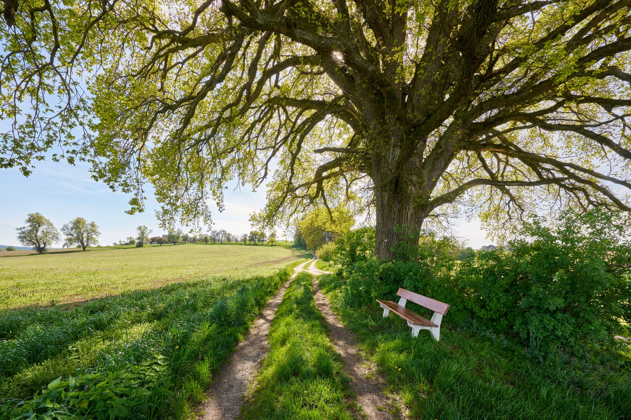 Kronwitt-Eiche mit Bank, Bayerbach, Rottal-Inn, Niederbayern - Kronwitt Eiche bei Bayerbach im Landkreis Rottal-Inn, Niederbayern, Holzland/Bäderdreieck, Bayern, Deutschland, Wandern und Natur erleben.