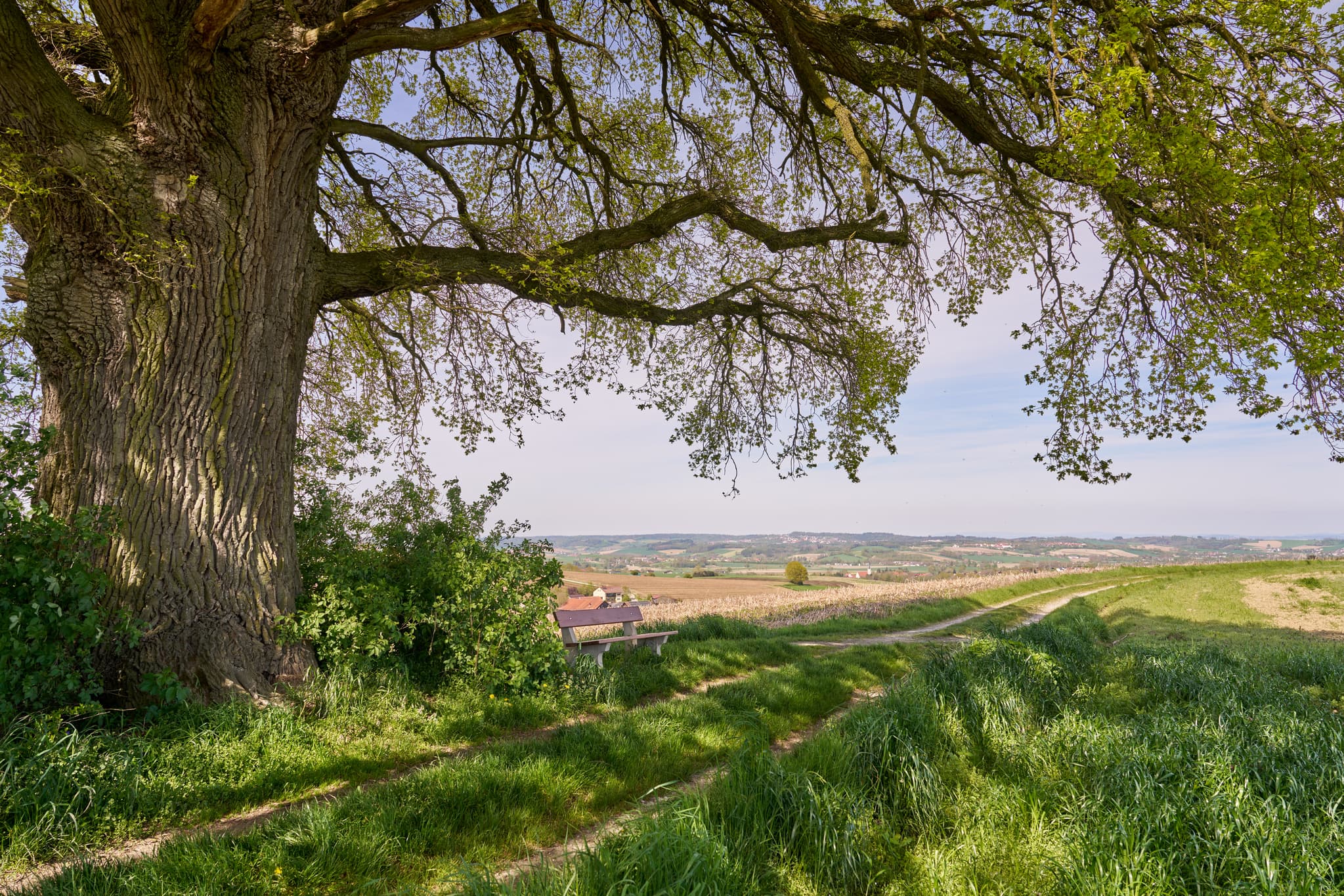 Kronwitt-Eiche mit Bank, Bayerbach, Rottal-Inn, Niederbayern - Kronwitt Eiche bei Bayerbach im Landkreis Rottal-Inn, Niederbayern, Holzland/Bäderdreieck, Bayern, Deutschland, Wandern und Natur erleben.