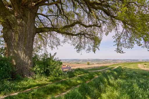 Kronwitt-Eiche mit Bank, Bayerbach, Rottal-Inn, Niederbayern