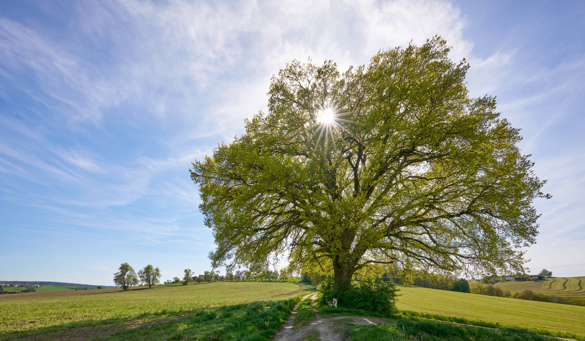 Kronwitt-Eiche mit Bank, Bayerbach, Rottal-Inn, Niederbayern - Kronwitt Eiche bei Bayerbach im Landkreis Rottal-Inn, Niederbayern, Holzland/Bäderdreieck, Bayern, Deutschland, Wandern und Natur erleben.