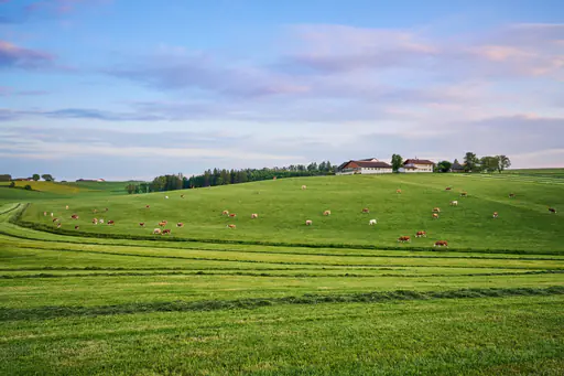 Kuhweide, Landschaft bei Hummelsberg, Mitterskirchen