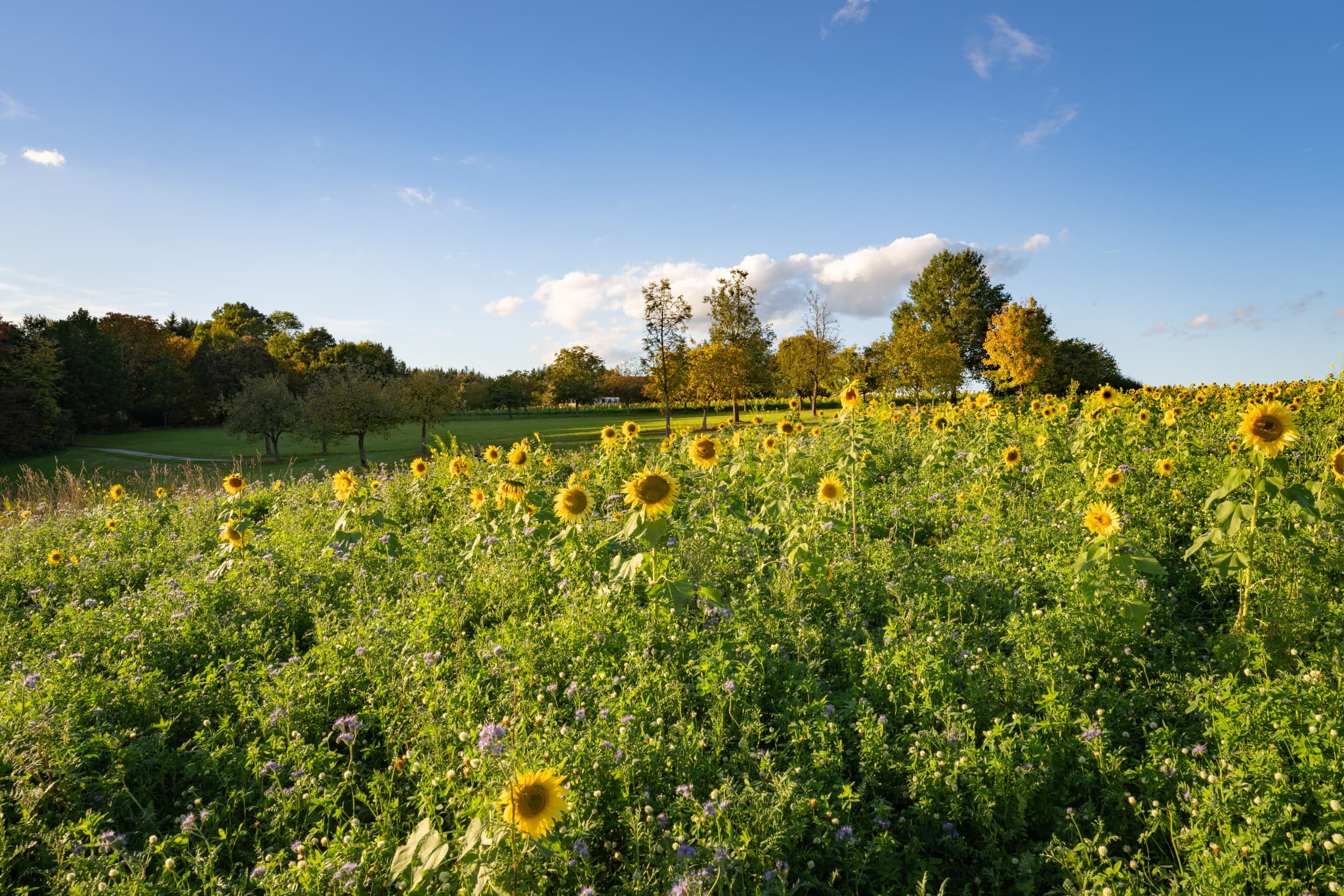 Kurpark Bad Griesbach, Passau, Niederbayern, Bäderdreieck - Sonniger Herbsttag im Kurpark Bad Griesbach, Passau, Niederbayern. Eine blühende Blumenwiese im Herzen des Bayerischen Bäderdreiecks in Deutschland.