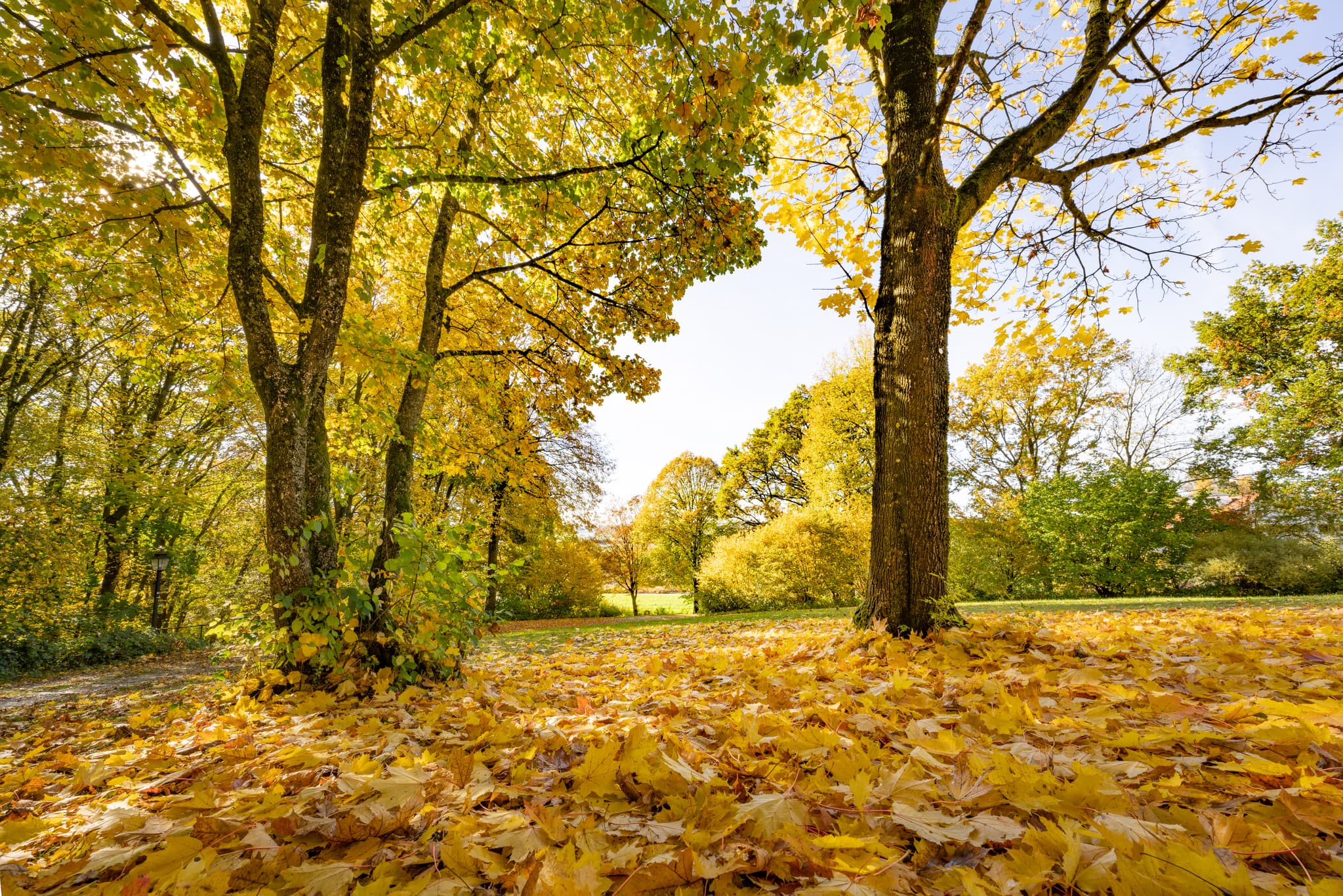 Kurpark Herbst, Bad Griesbach, Passau, Niederbayern, Rottal - Idyllischer Kurpark im Herbst in Bad Griesbach im Rottal, Landkreis Passau, Niederbayern, Deutschland. Einladende Herbstlandschaft mit bunten Blättern.