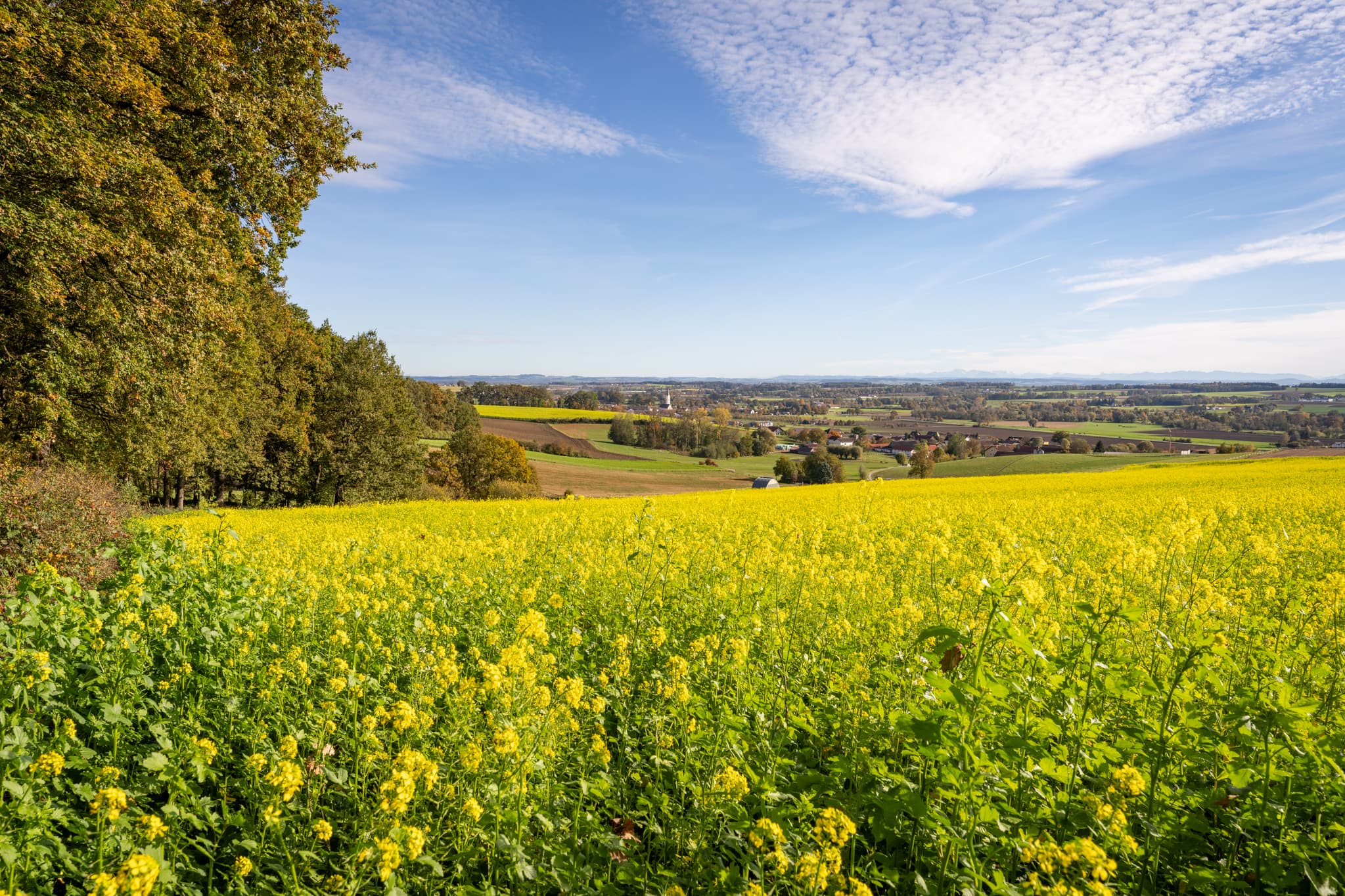 Kurpark im Herbst, Bad Griesbach, Passau, Niederbayern - Landschaft im Kurpark Bad Griesbach im Rottal, Niederbayern, Deutschland. Ein leuchtendes Rapsfeld erstreckt sich vor sanften Hügeln, Idyllische Natur.