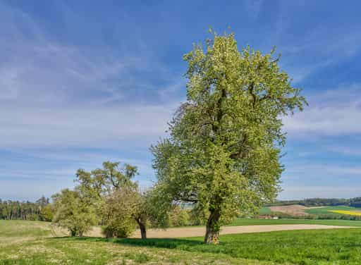 Landschaft Ebertsöd, Kronwitt, Bayerbach, Rottal-Inn