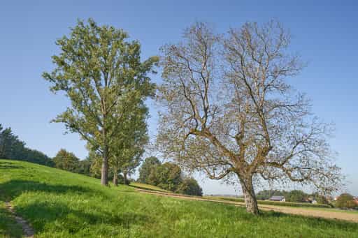 Landschaft, St.-Rupert-Pilgerweg Berger a. Brunn, Altötting