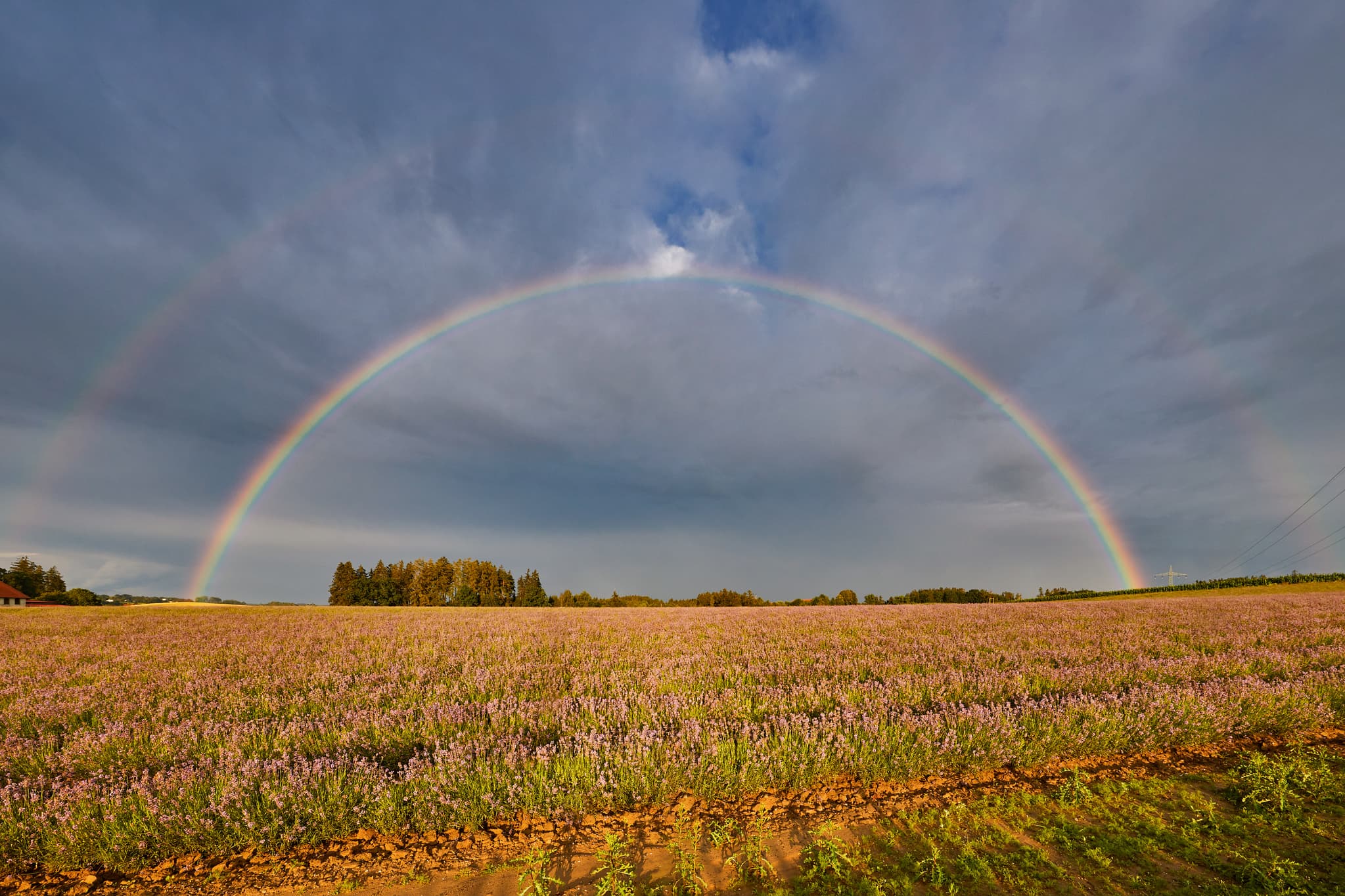 Lavendelfeld Adlstraß, Dorfen, Ering, Oberbayern, Umland - Lavendelfeld in Adlstraß bei Dorfen, Landkreis Erding, Oberbayern. Ein prächtiger Regenbogen überspannt die weite Landschaft im Münchner Umland, Deutschland.