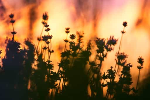 Lavendelfeld Adlstraß, Erding, Oberbayern, Münchner Umland