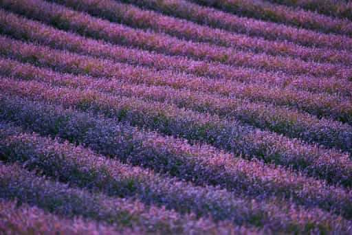 Lavendelfeld Adlstraß, Erding, Oberbayern, Münchner Umlandnd