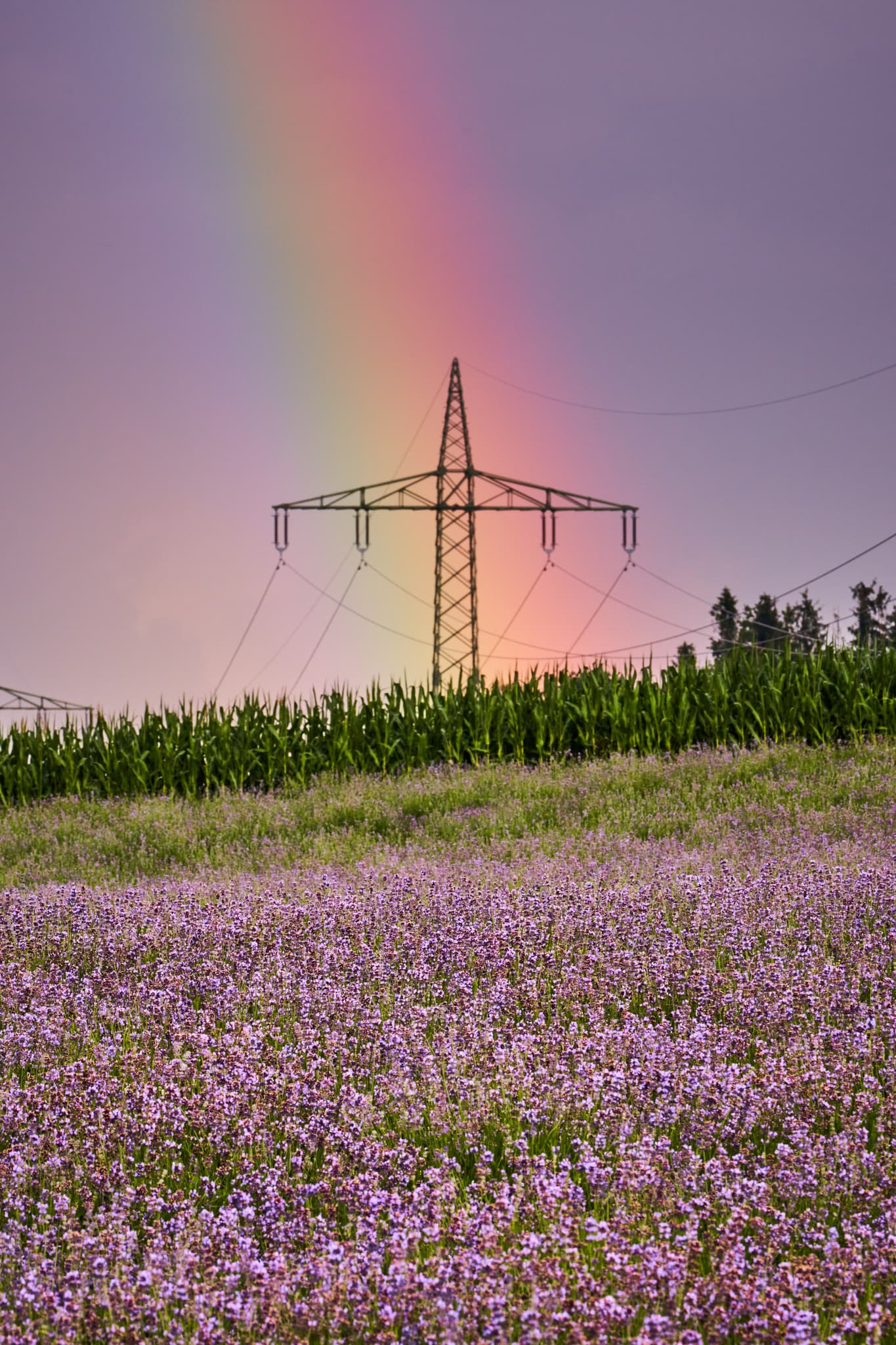 Lavendelfeld Adlstraß, Ering, Oberbayern, Münchner Umland - Lavendelfeld nahe Adlstraß, Dorfen, im Landkreis Erding, Oberbayern. Ein Strommast ragt unter einem Regenbogen hervor. Die Landschaft des Münchner Umlands.