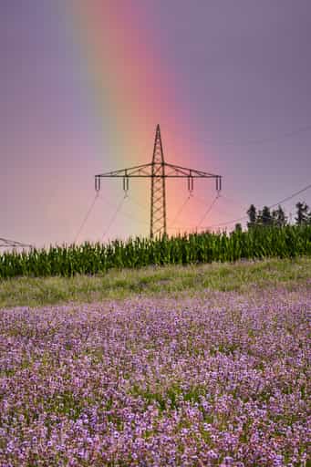 Lavendelfeld Adlstraß, Ering, Oberbayern, Münchner Umland