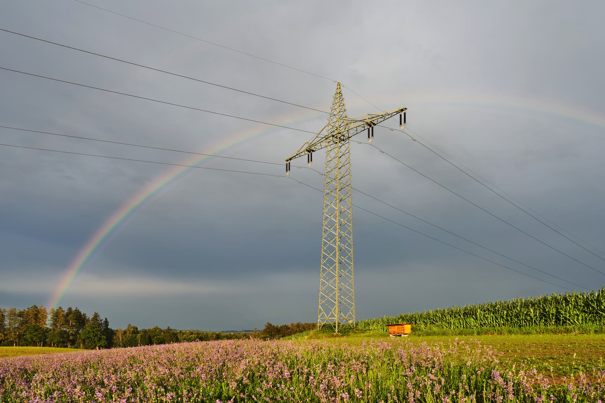 Lavendelfeld mit Strommasten, Adlstraß, Erding, Oberbayern - Lavendelfeld in Adlstraß, Gemeinde Dorfen, Landkreis Erding, Oberbayern. Regenbogen und Strommast prägen die Szenerie vor dunklen Wolken im Erdinger Land.