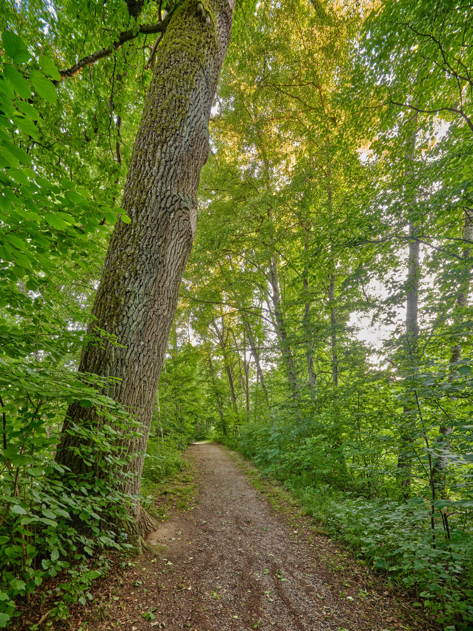 Lichtlberger Wald bei Gern, Eggenfelden, Rottal-Inn - Waldweg im Lichtlberger Wald bei Gern, Eggenfelden, Rottal-Inn, Niederbayern. Üppiger Laubwald mit Sonnenlicht. Ruhige und grüne Naturlandschaft in Deutschland.