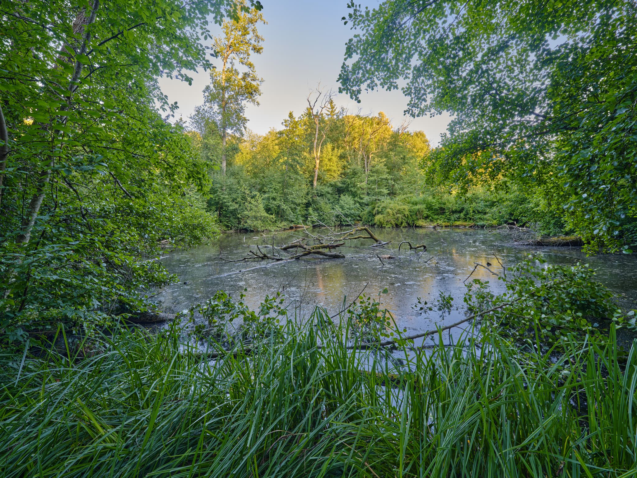 Lichtlberger Wald, Eggenfelden, PAN, Niederbayern, Holzland - Ein kleiner, bewaldeter Teich im Gern Lichtlberger Wald bei Eggenfelden, Landkreis Rottal-Inn, Niederbayern. Üppige Vegetation, tote Äste ragen aus dem Wasser.