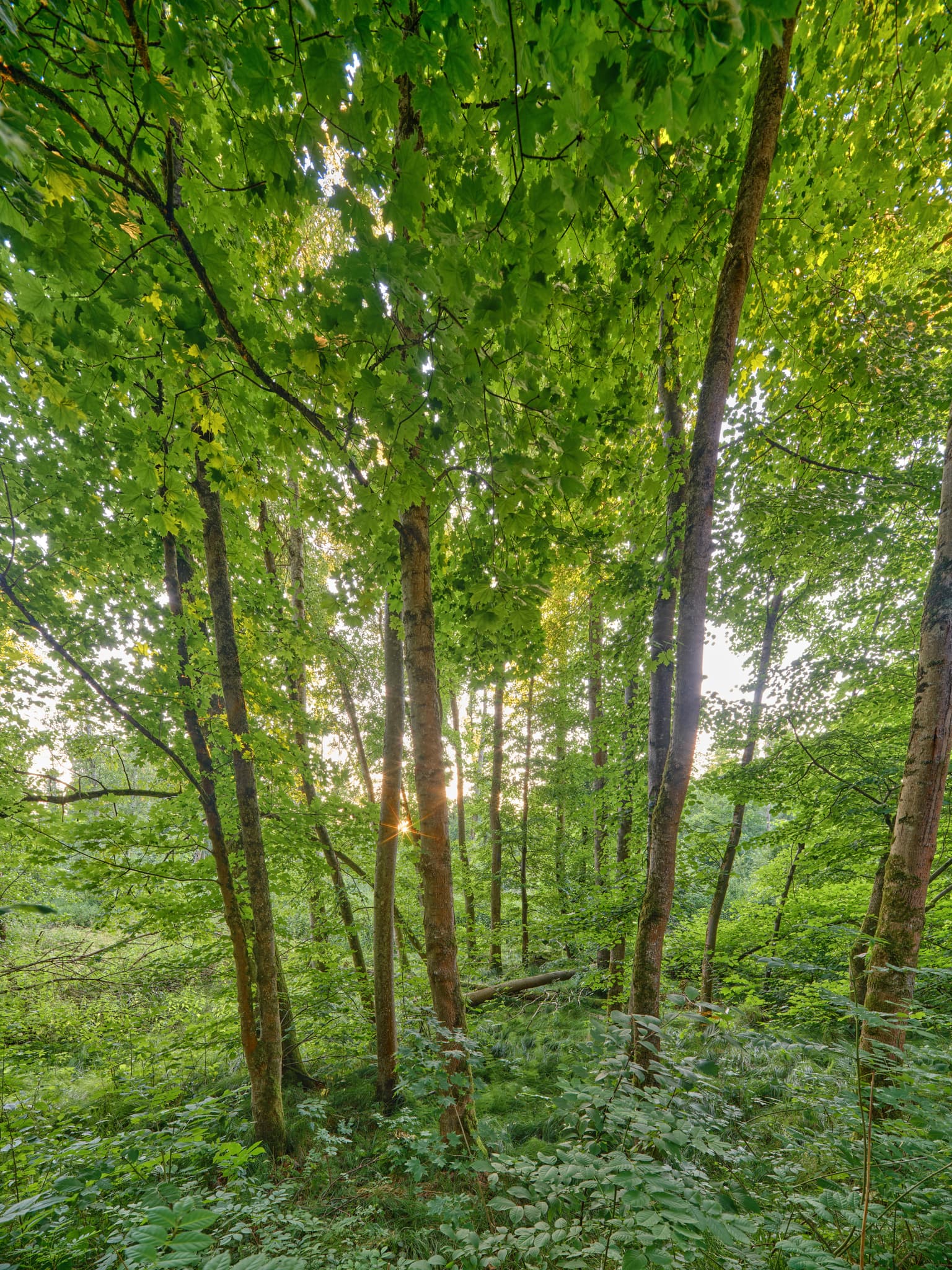 Lichtlberger Wald, Gern, Eggenfelden, Niederbayern, Holzland - Gern, Lichtlberger Wald bei Eggenfelden, Rottal-Inn, Niederbayern. Die Waldlandschaft im Holzland, zeigt üppiges Grün uim letzten Licht des Tages.
