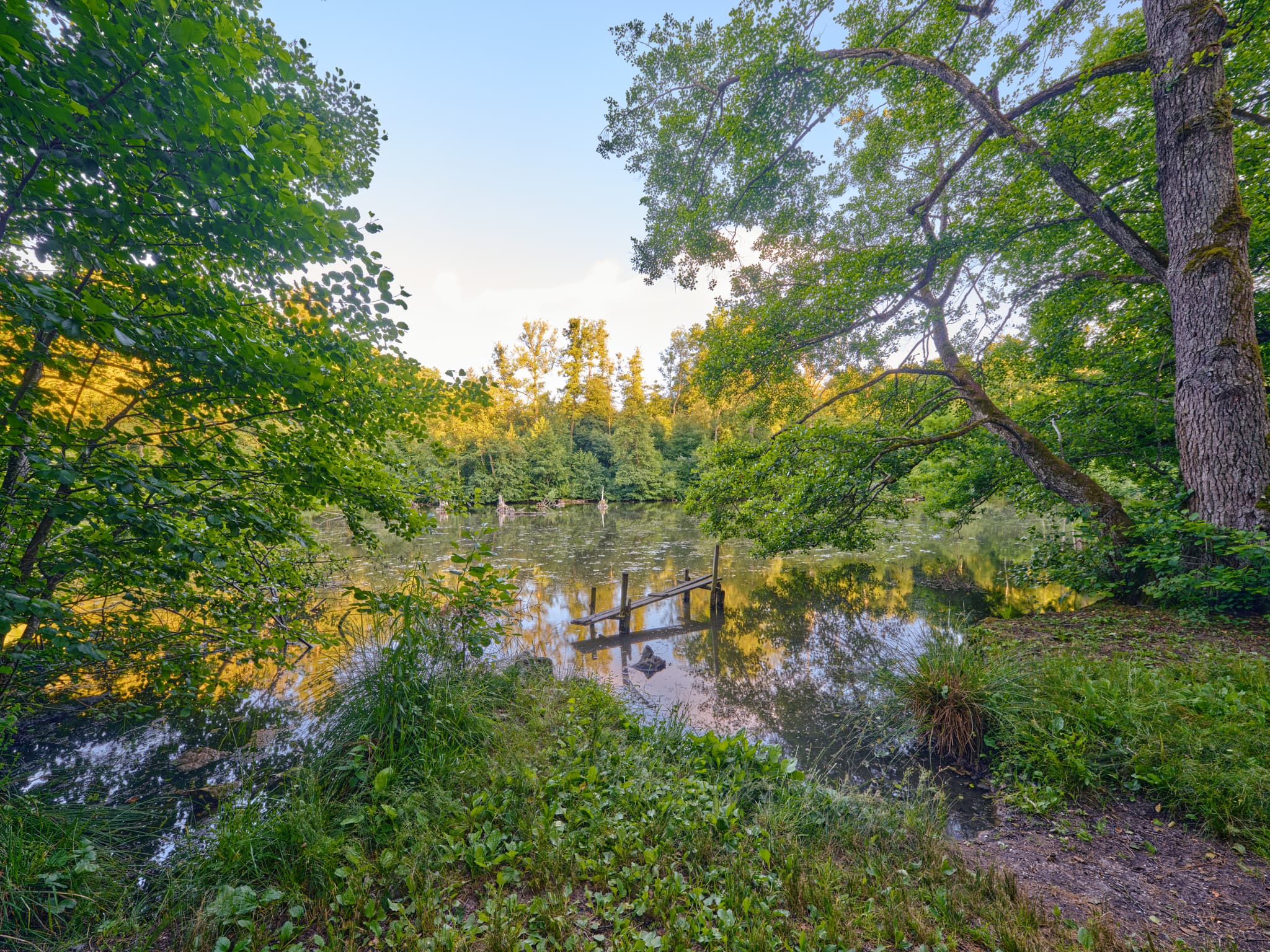 Lichtlberger Wald, Gern, Eggenfelden, Rottal, Niederbayern - Idyllischer Waldsee im Lichtlberger Wald, Gern, Eggenfelden, Rottal-Inn, Niederbayern. Bäume und grüne Vegetation spiegeln sich im Wasser des Sees.