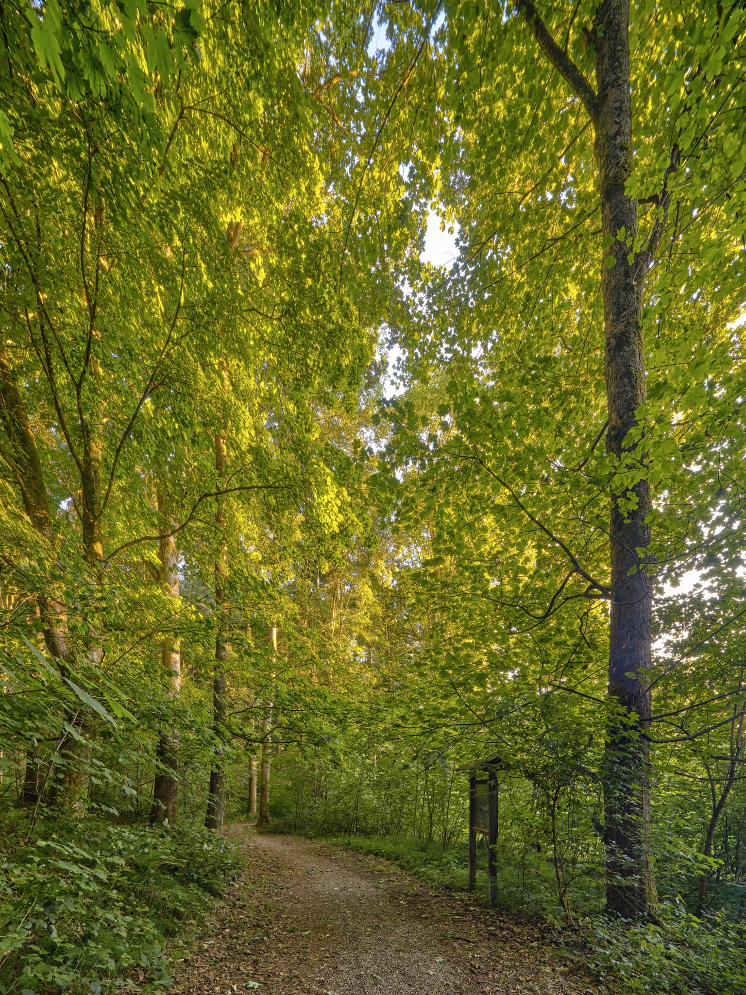 Lichtlberger Wald Gern, PAN, Niederbayern, Holzland - Ein idyllischer Waldweg im Lichtlberger Wald bei Gern, Eggenfelden. Dieser Pfad führt durch die  Natur des Holzlandes im Landkreis Rottal-Inn, Niederbayern.