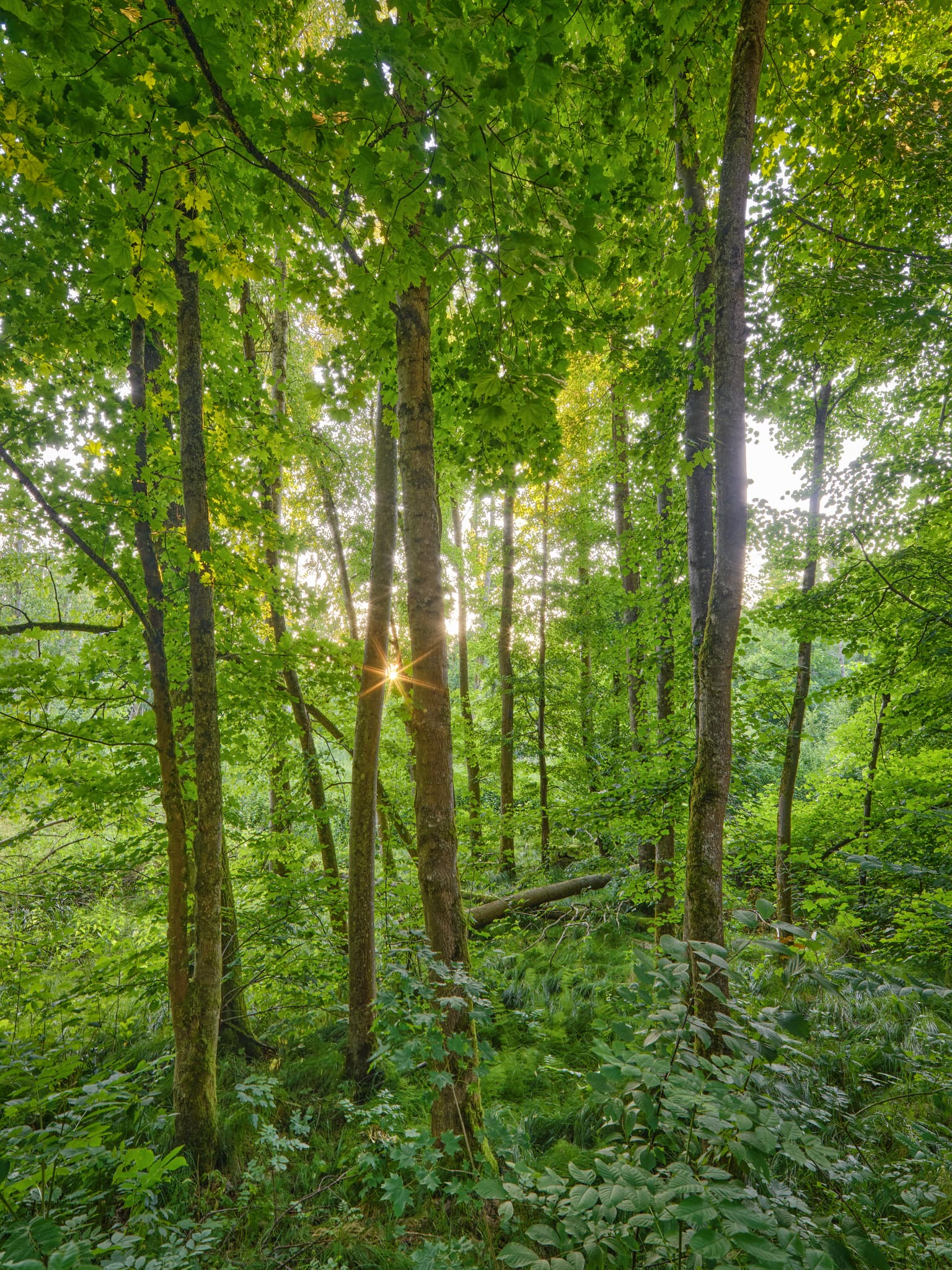 Lichtlberger Wald Gern, Rottal-Inn, Niederbayern, Holzland - Wald im Lichtlberger Wald bei Gern, Eggenfelden, Rottal-Inn, Niederbayern. Sonnenstrahlen auf Bäume und Waldboden. Grüne Natur im Holzland, Deutschland.