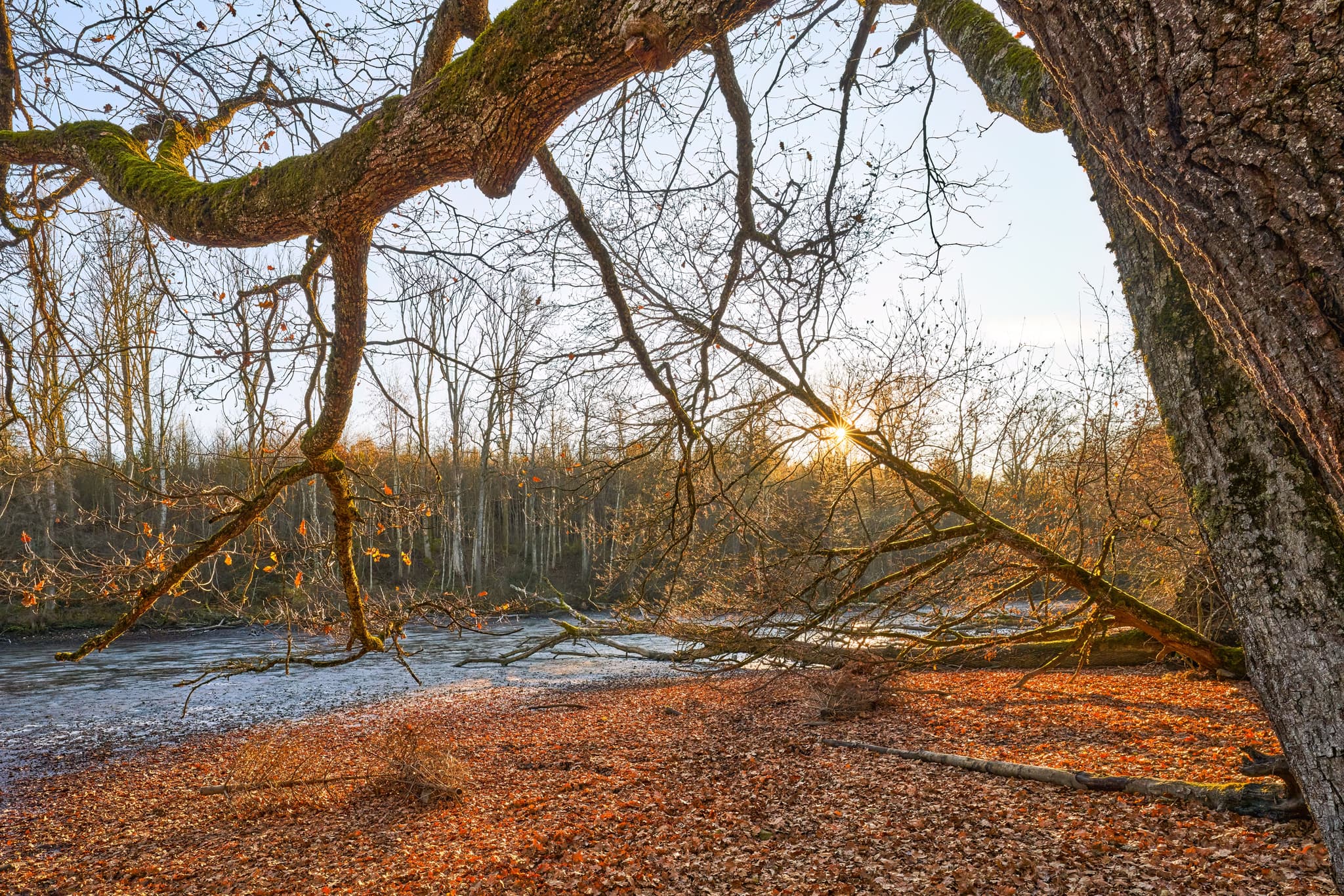 Lichtlberger Wald, Herbst in Gern, Rottal-Inn, Niederbayern - Herbstliche Wald- und Flusslandschaft in Gern, Eggenfelden, Rottal-Inn. Charakteristische Naturkulisse im Holzland, Niederbayern, Deutschland.