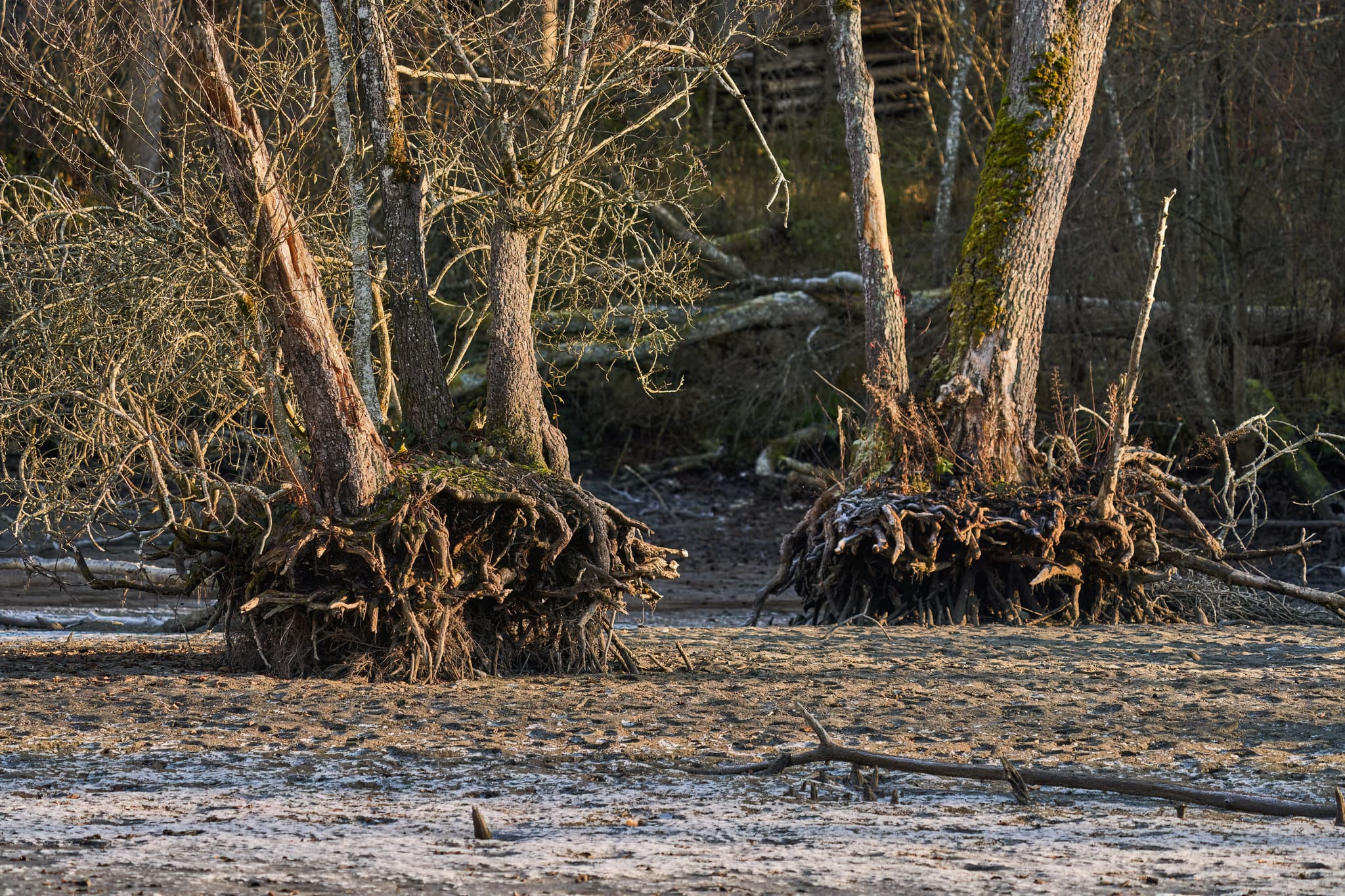 Lichtlberger Wald See trocken, Gern, Eggenfelden Rottal-Inn - Entwurzelte Bäume im Lichtlberger Wald bei Gern, Eggenfelden, Rottal-Inn, Niederbayern, Deutschland. Markante Naturlandschaft im Holzland.