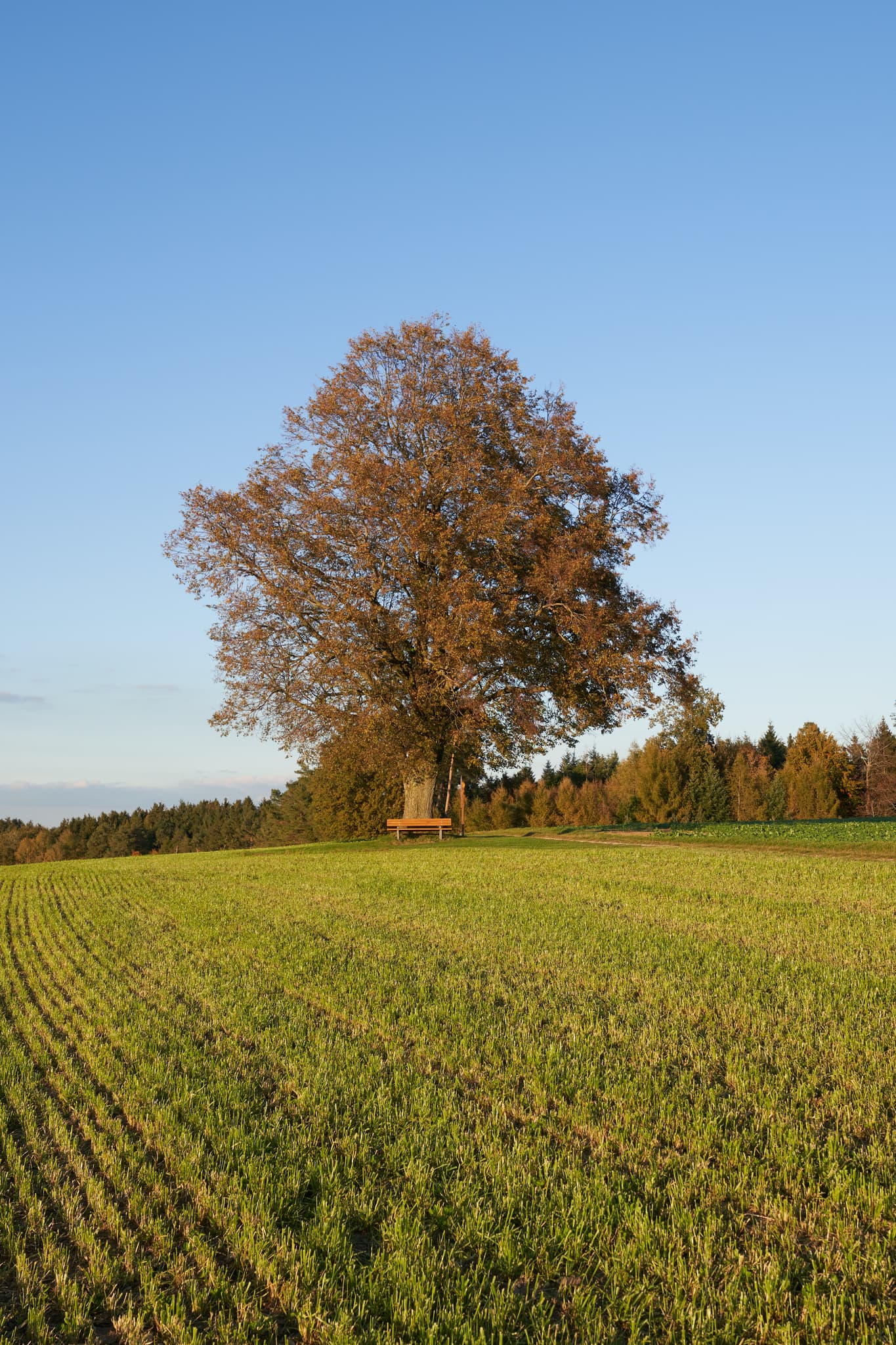 Linde Aussicht in Rainbichl, Altötting, Oberbayern - Blick auf markante Linde mit Ruhebank auf Feld in Rainbichl, Gemeinde Tyrlaching. Gelegen im Landkreis Altötting, Oberbayern, Inn-Salzach Region, Deutschland.