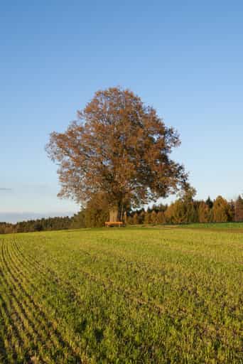 Linde Aussicht in Rainbichl, Altötting, Oberbayern