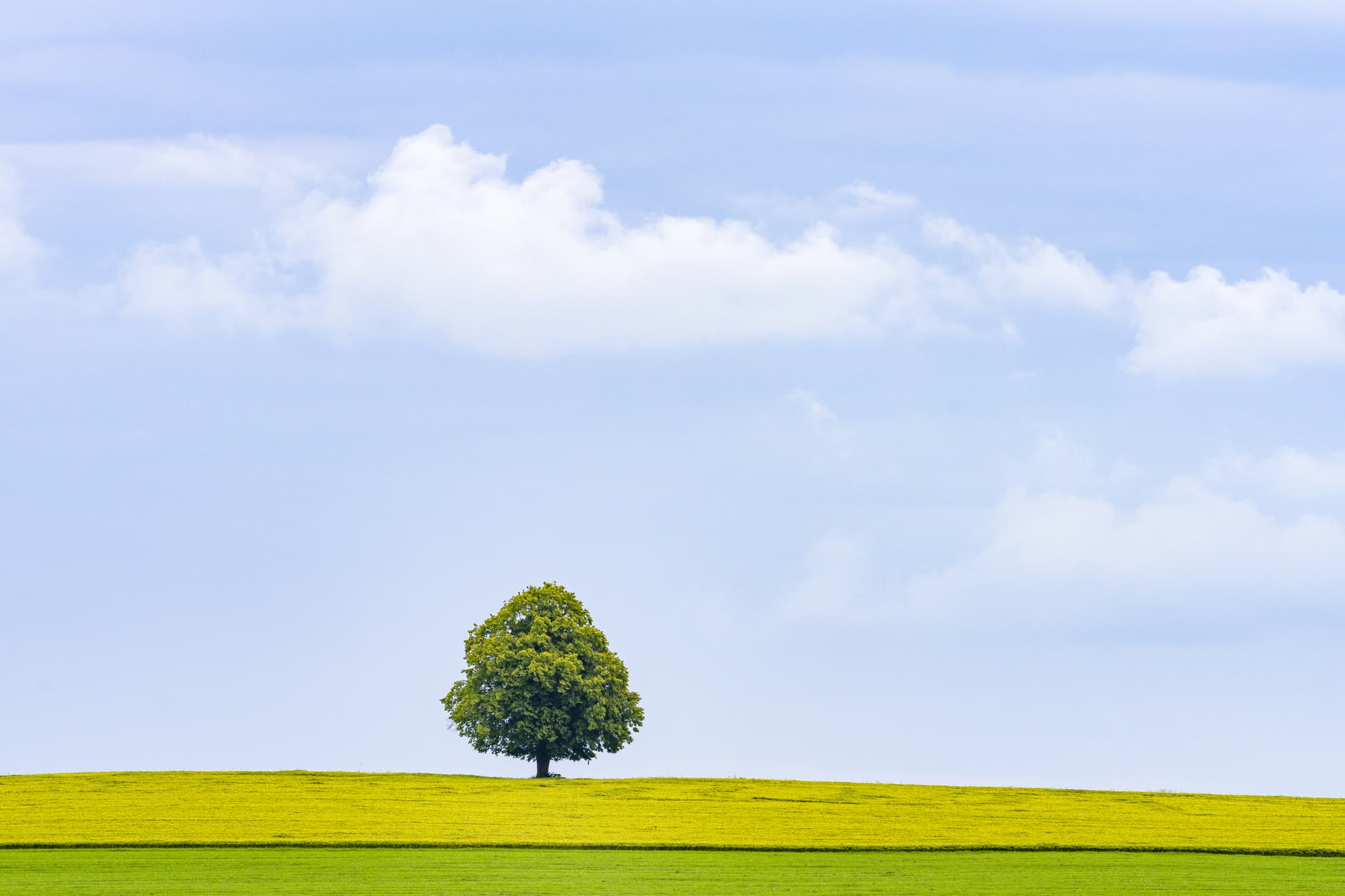 Linde Aussicht Landschaft, Rainbichl, Altötting, Oberbayern - Einzelner Baum auf weitem Feld in Rainbichl, Tyrlaching, Landkreis Altötting, Oberbayern. Die idyllische Landschaft im Inn-Salzach Gebiet Deutschlands.