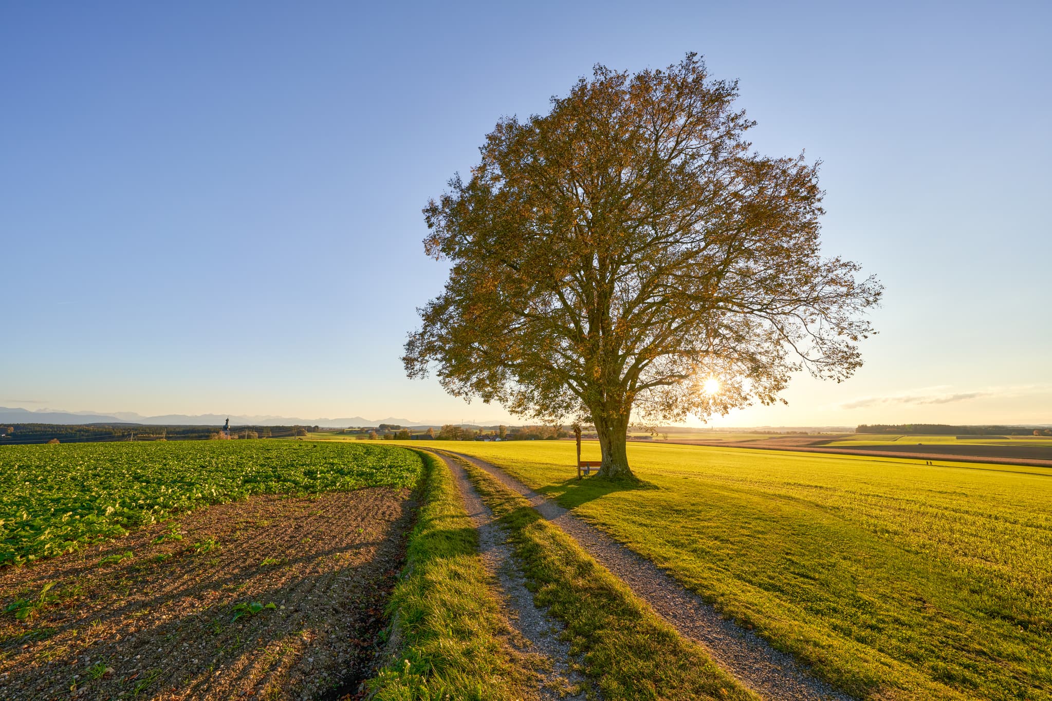 Linde Aussicht, Rainbichl, Altötting, Oberbayern - Malerische Linde in Rainbichl, Tyrlaching. Blick über weite Felder der Region Inn-Salzach im Landkreis Altötting, Oberbayern, Deutschland.