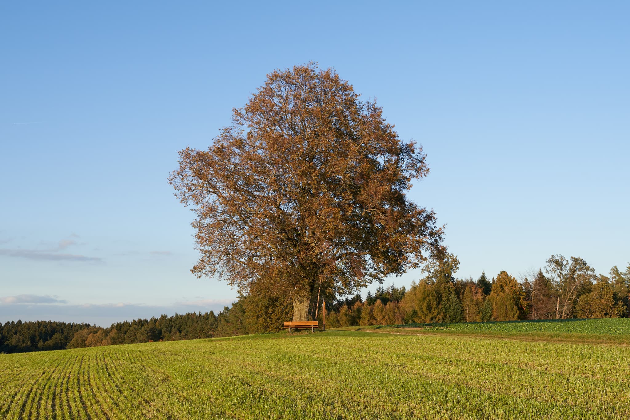 Linde Aussicht, Rainbichl, Altötting, Oberbayern - Linde mit Sitzbank auf einem Feld in Rainbichl, Gemeinde Tyrlaching, Landkreis Altötting, Oberbayern, Region Inn-Salzach, Deutschland.