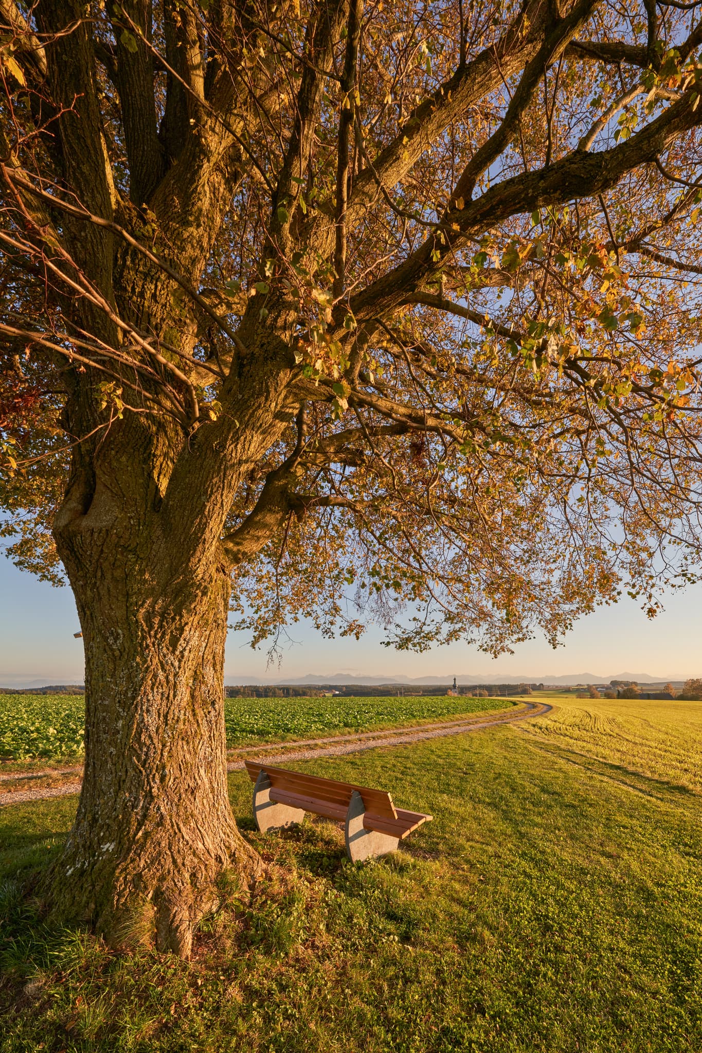 Linde Aussicht Rainbichl, Tyraching, Altötting, Oberbayern - Einladende Linde mit Sitzbank in Rainbichl, Gemeinde Tyrlaching, Landkreis Altötting, Oberbayern, Inn-Salzach, Deutschland. Blick über Felder.