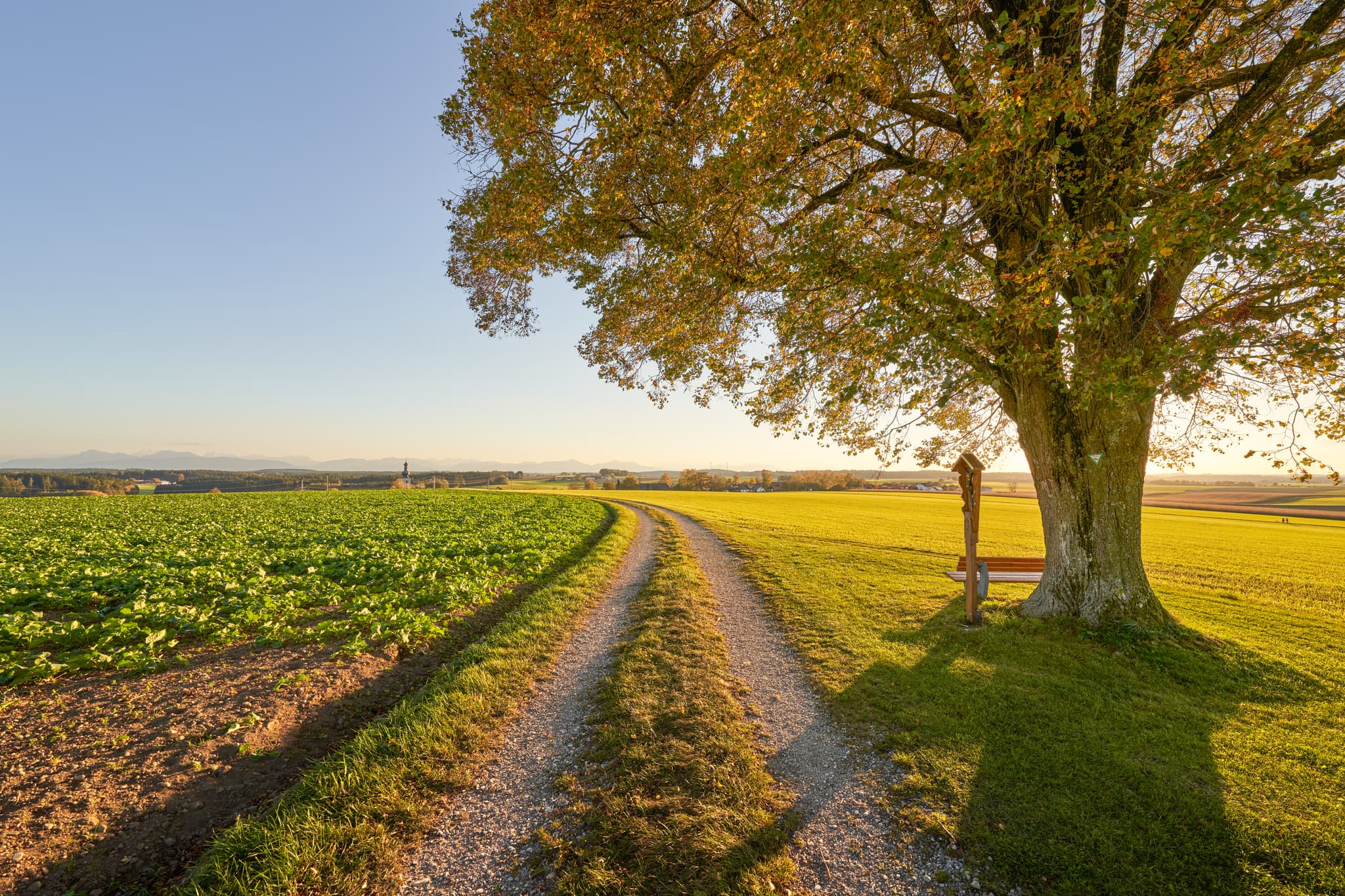 Linde Aussicht, Rainbichl, Tyrlaching, Altötting, Oberbayern - Feldweg durch Rainbichl, Tyrlaching, Altötting, Oberbayern. Landschaft der Inn-Salzach-Region, Deutschland, mit weiten Feldern und markantem Baum.
