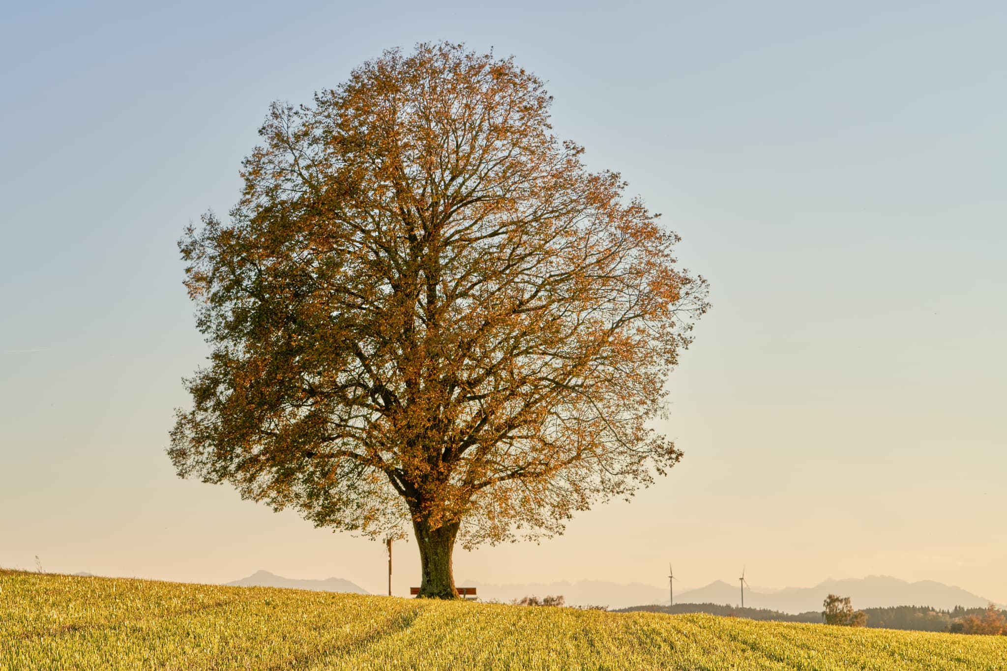 Linde Aussicht, Rainbichl, Tyrlaching, Altötting, Oberbayern - Linde mit Sitzbank in Rainbichl, Tyrlaching, Landkreis Altötting, Oberbayern. Charakteristische Landschaft der Region Inn-Salzach, Deutschland.
