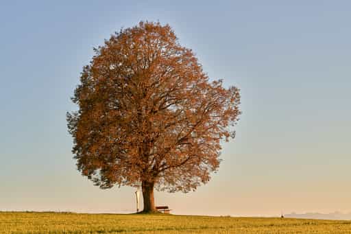 Linde Aussicht, Rainbichl, Tyrlaching, Altötting, Oberbayern