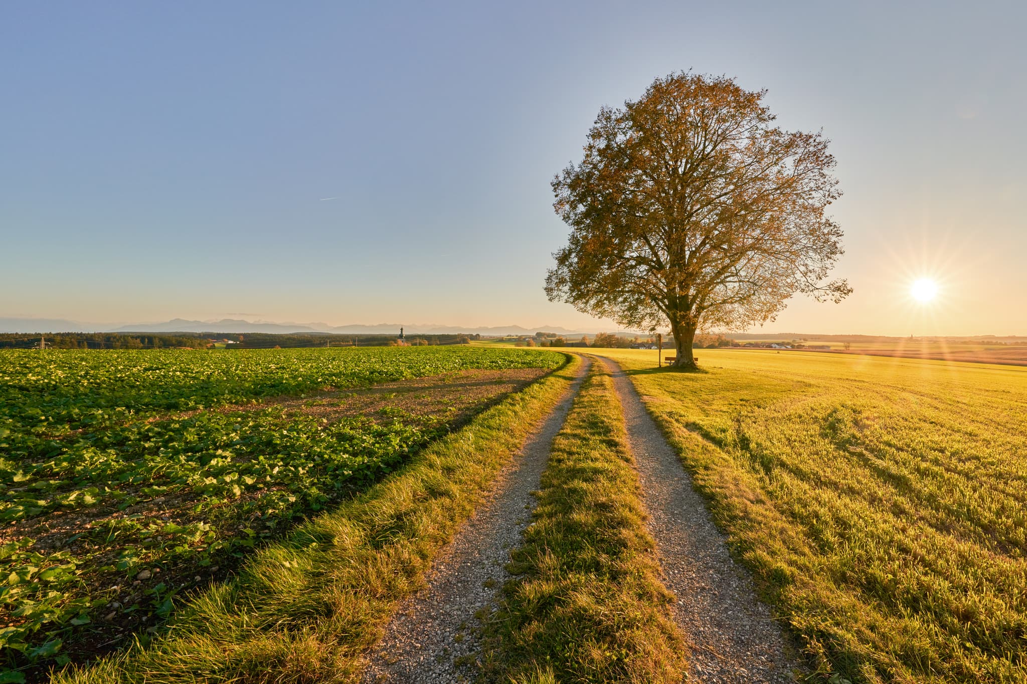 Linde Aussicht Rainbichl, yrlaching, Altötting, Oberbayern - Ein idyllischer Feldweg führt zu einer Linde mit schöner Aussicht bei Rainbichl in Tyrlaching, Landkreis Altötting, Oberbayern, Inn-Salzach, Deutschland.