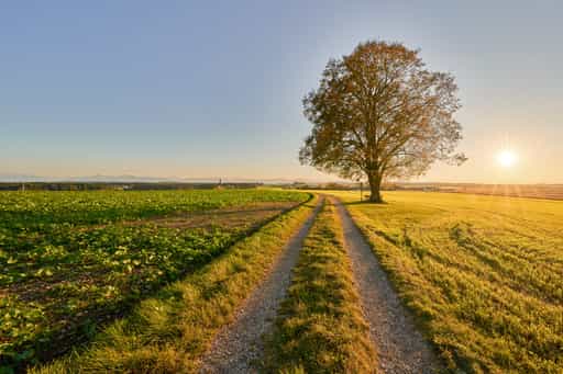 Linde Aussicht Rainbichl, yrlaching, Altötting, Oberbayern
