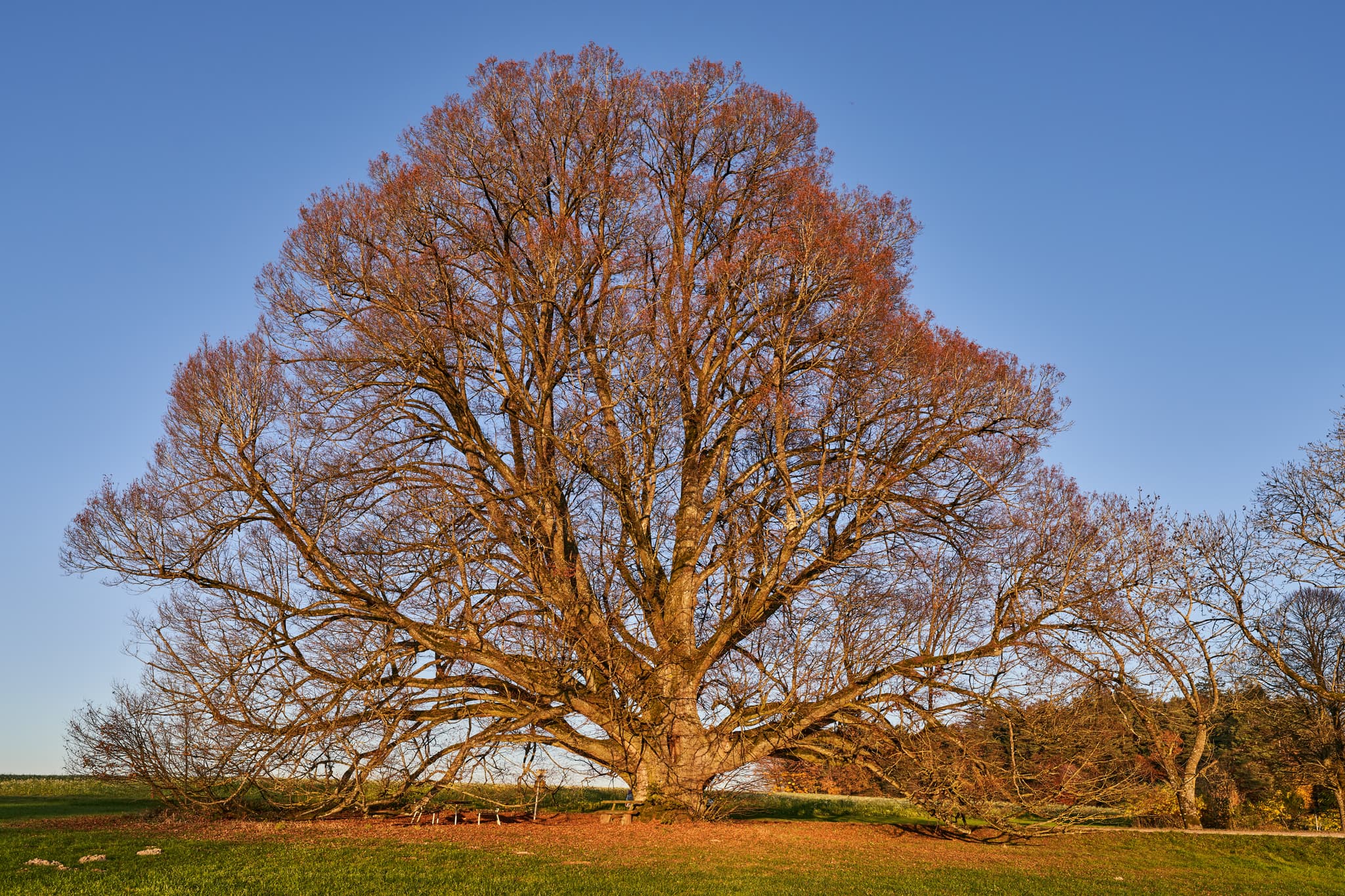 Linde Herbst, Kriering, PAN, Niederbayern, Holzland - Majestätische Linde im Herbstkleid auf einer Wiese bei Kriering, Wittibreut im Landkreis Rottal-Inn, Niederbayern.