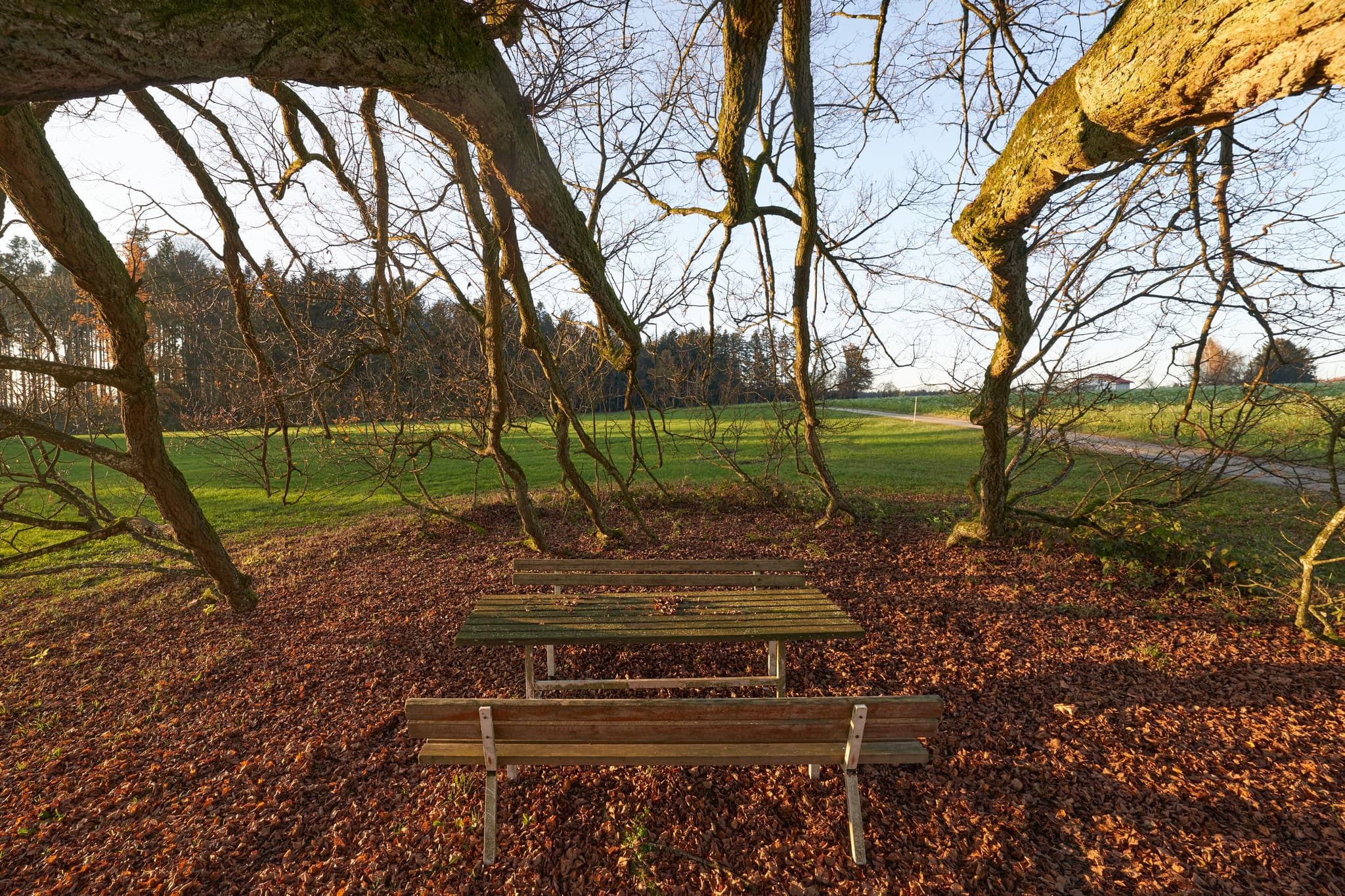 Linde Herbst, Kriering, Rottal-Inn, Niederbayern, Holzland - Rastplatz mit Bank und Tisch unter Krieringer Linde, Kriering, Wittibreut, Rottal-Inn. Landschaft in Niederbayern, Holzland, Deutschland, mit Wiesen und Wald.