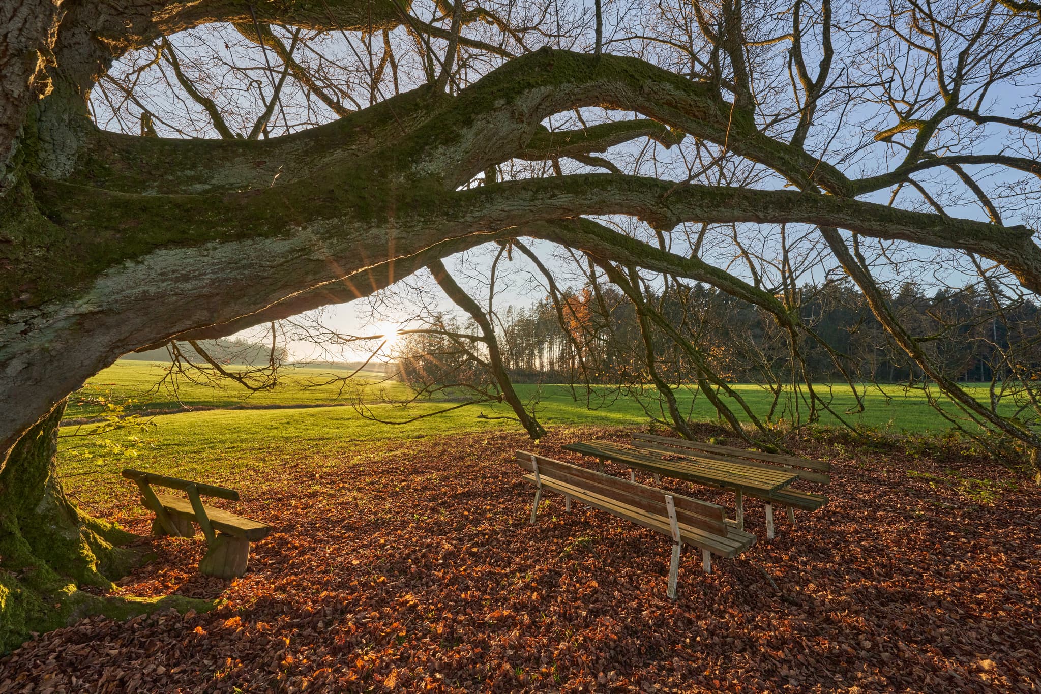 Linde Herbst, Kriering, Rottal-Inn, Niederbayern, Holzland - Die markante Linde in Kriering, Wittibreut, Rottal-Inn, ist von Herbstlaub und Bänken umgeben. Sonnenstrahlen beleuchten die Szene in Niederbayern.