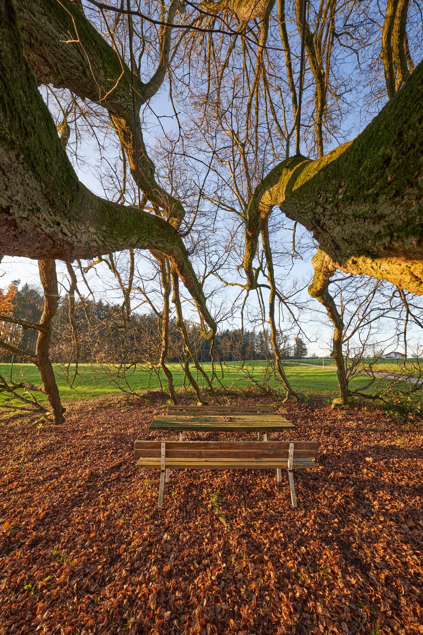 Linde Herbst Kriering, Rottal-Inn, Niederbayern, Holzland - Herbstliche Szene in Kriering, Wittibreut, Rottal-Inn (Niederbayern). Eine alte Linde mit Sitzgruppe auf Laubteppich. Grüne Felder im Holzland, Deutschland.