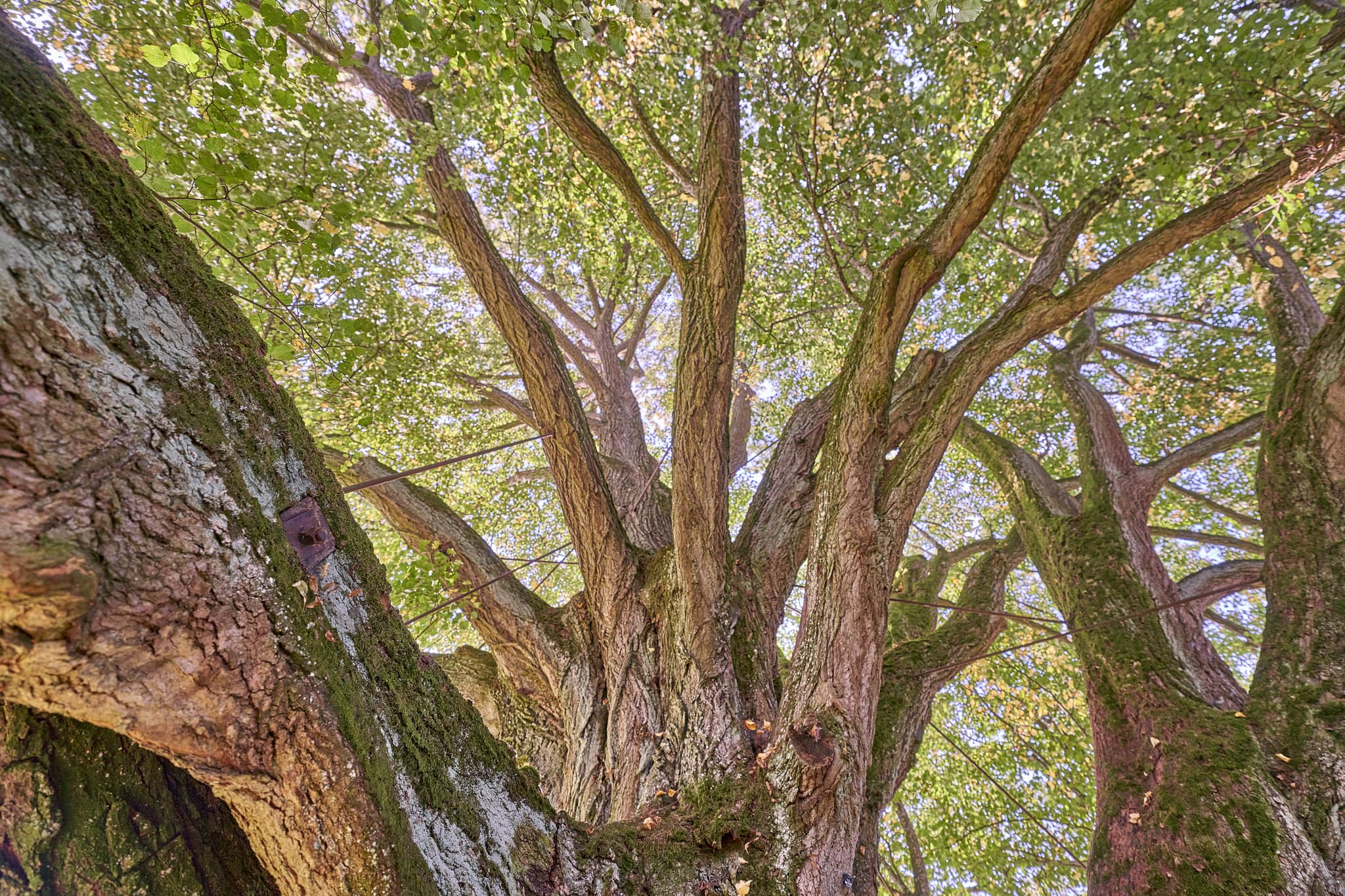 Linde mit Krone  und Verstrebungen in Kriering, Wittibreut - Linde in Kriering, Wittibreut, Rottal-Inn, Niederbayern, Holzland, Robuster Stamm und weitausladende Äste mit sattgrünem Laub im Sonnenlicht.