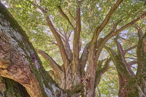 Linde mit Krone  und Verstrebungen in Kriering, Wittibreut