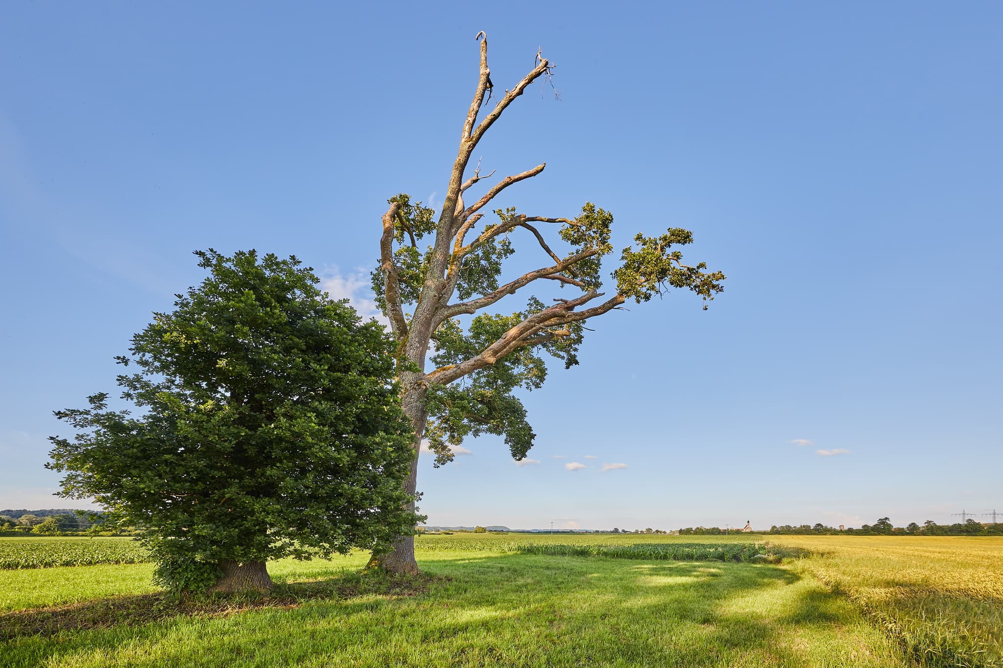 Lohwimm Eichen, Neuötting, Altötting, Inn-Salzach - Lohwimm Eichen bei Neuötting im Landkreis Altötting, Regierungsbezirk Oberbayern, Region Inn-Salzach, Deutschland.