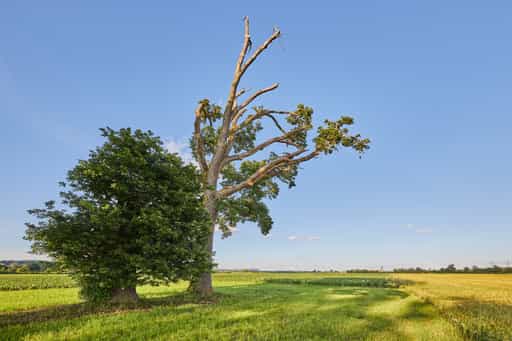 Lohwimm Eichen, Neuötting, Altötting, Inn-Salzach