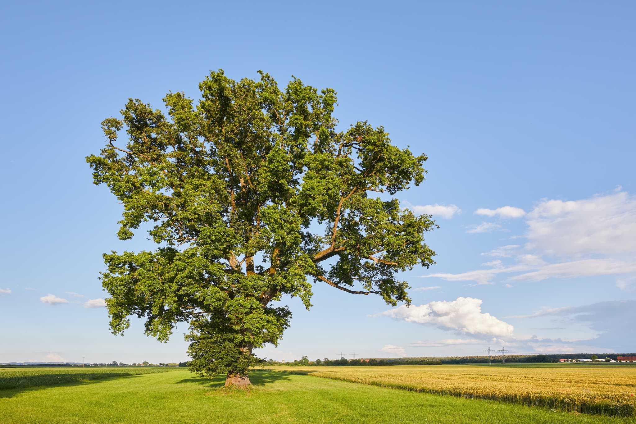 Lohwimm Eichen, Neuötting, Altötting, Inn-Salzach - Lohwimm Eichen bei Neuötting im Landkreis Altötting, Regierungsbezirk Oberbayern, Region Inn-Salzach, Deutschland.