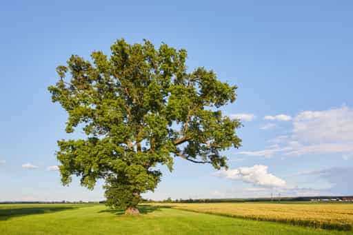 Lohwimm Eichen, Neuötting, Altötting, Inn-Salzach