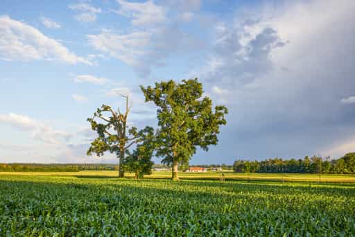 Lohwimm Eichen, Neuötting, Altötting, Inn-Salzach